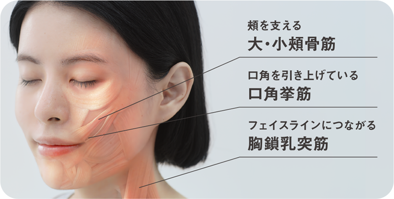 頬を支える大・小頬骨筋　口角を引き上げている口角挙筋　フェイスラインに繋がる胸鎖乳突筋