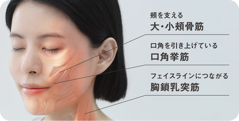 頬を支える大・小頬骨筋　口角を引き上げている口角挙筋　フェイスラインに繋がる胸鎖乳突筋