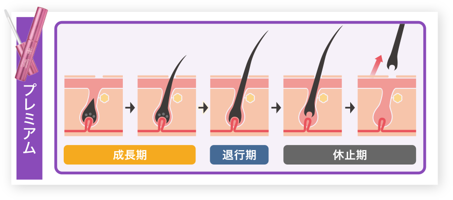 湘南美容まつ毛美容液プレミアムはすべての毛周期に細胞が働きかける