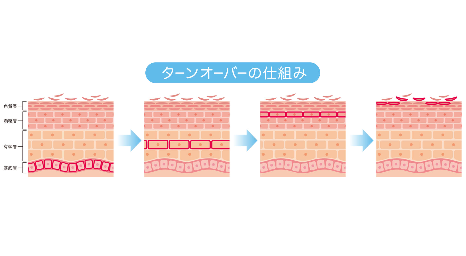 ターンオーバー　仕組み